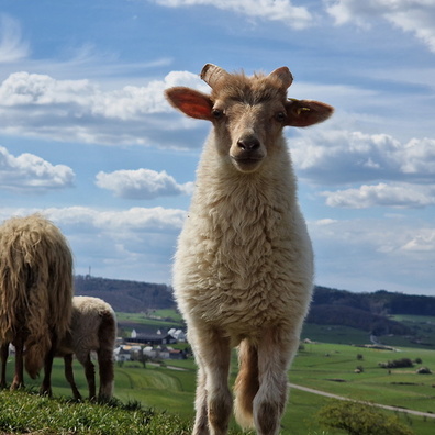 Lamb portrait