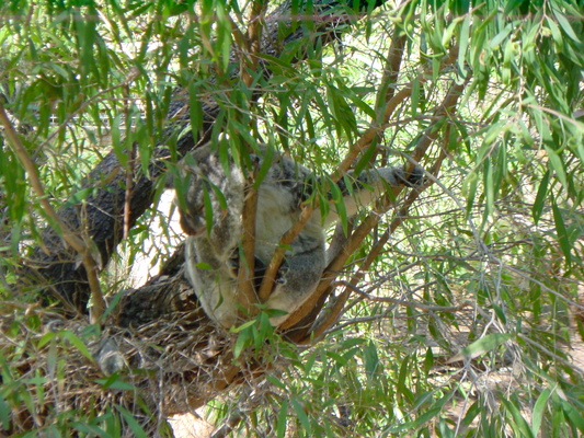 First koala I met