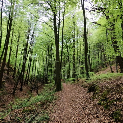 Mullerthal Trail near Medernach