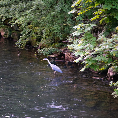 Heron