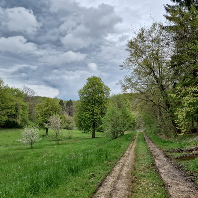 Track in Grünewald