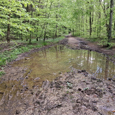 Muddy Bambësch