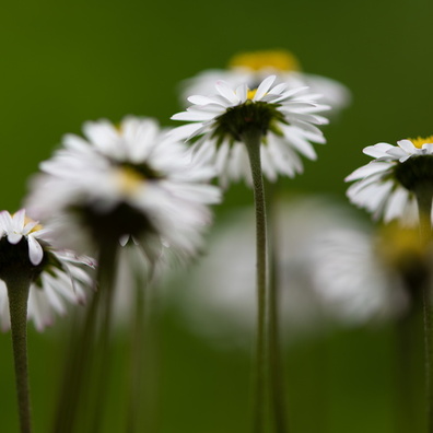 Macro fowers