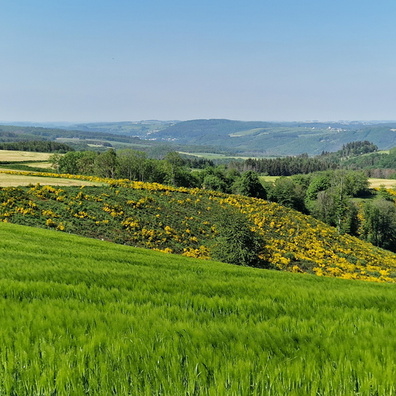 Field near Wahlhausen