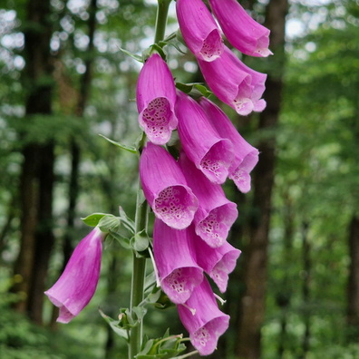 Digitalis flower