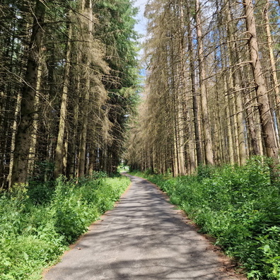 Road between Rindschleiden and Grevels