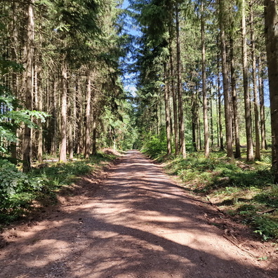 Forest track near Hellenberg