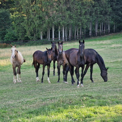 Horses near Hovelange