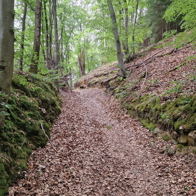 Forest track above Simmerfarm