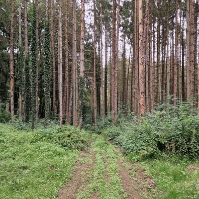 Forest track near Fingig