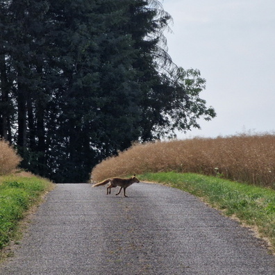 Fox crossing