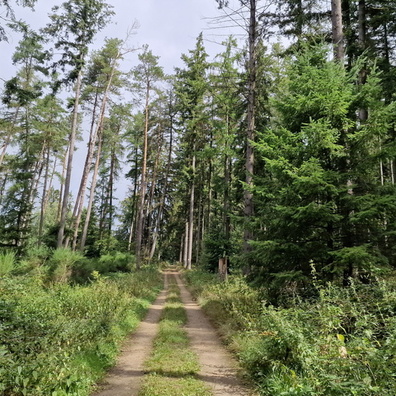 Forest track near Schoenfels