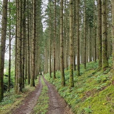 Forest track near Fauvillers