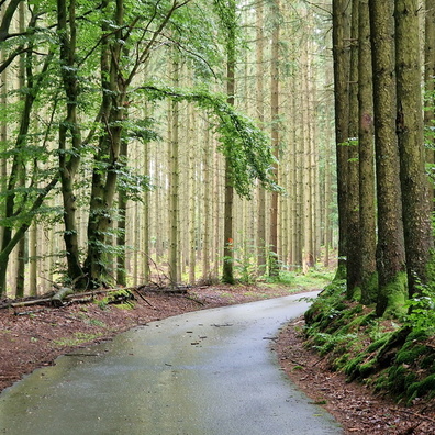 Forest road near Surré