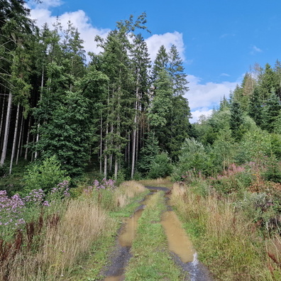 Wet track near Surré