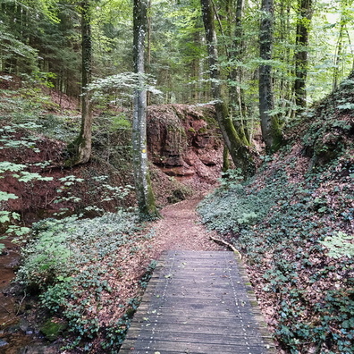 Pretty forest near Reimberg