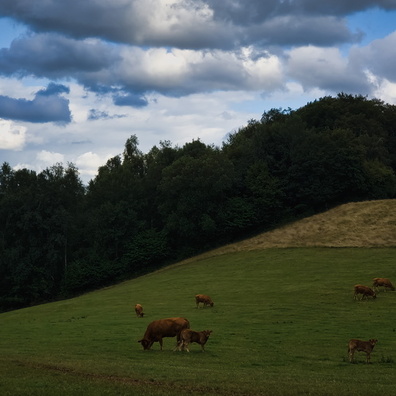 Cows near Vichten