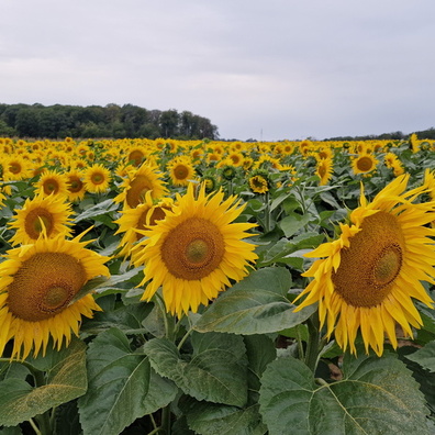 Sunflower field