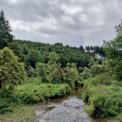 Ourthe river in Bois de la Ronce