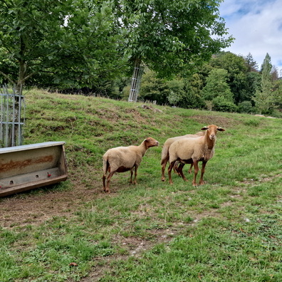 Sheep in Bour