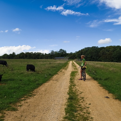 Cows