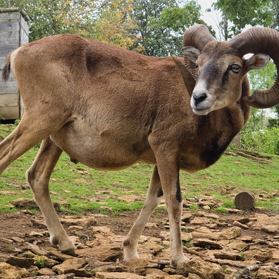 Mouflon