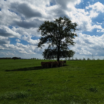 Cows seeking shade