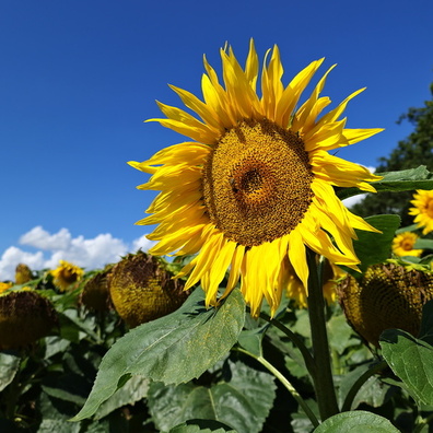 Sunflower