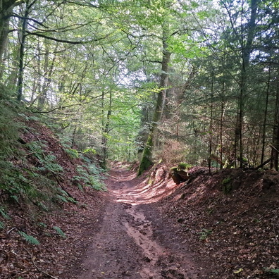 Forest path near la Petite-Pierre