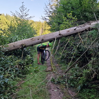 Fallen tree