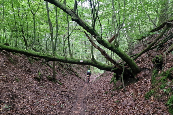 Forest path near la Petite-Pierre