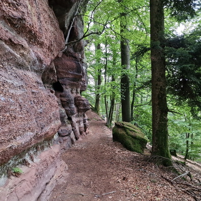 Forest rocks