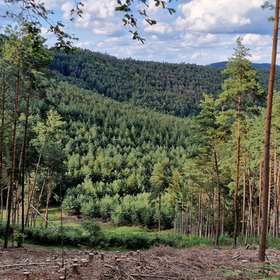 Forest trees