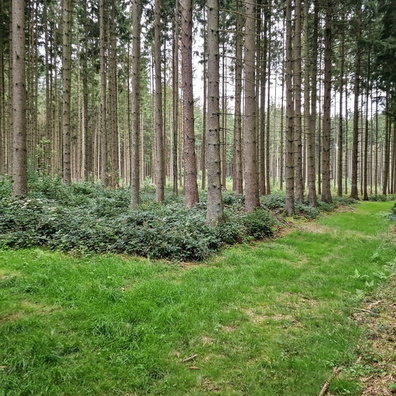 Forest near Bissen