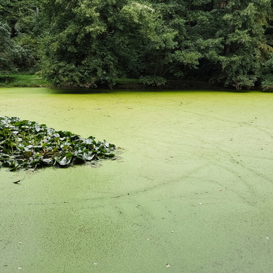 Green water