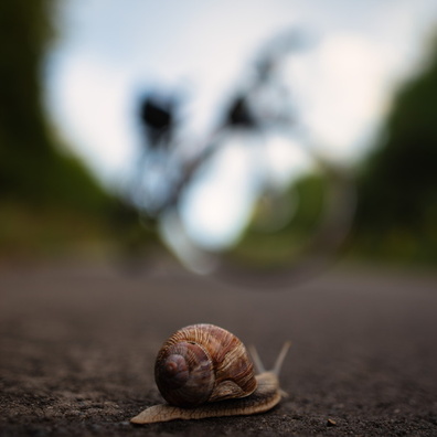 Snail