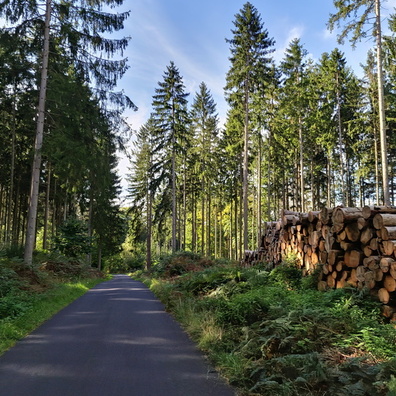 Forest near Steinsel