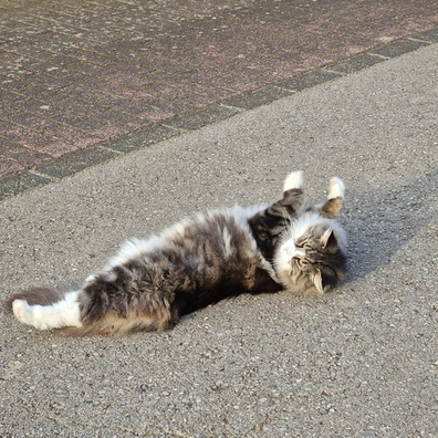 Cat on the street in Holzem