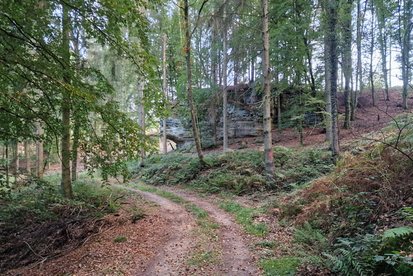 Forest near Rollingen