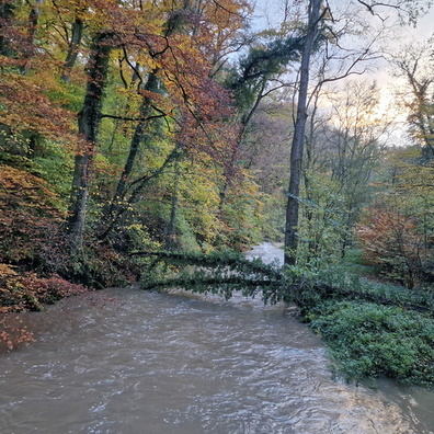 Fallen tree in the Syre