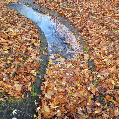 Autumn leaves in Parc de Merl