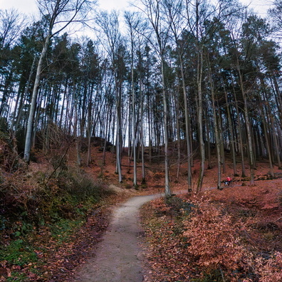 Forest path near Bridel