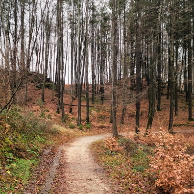 Forest between Bridel and Steinsel