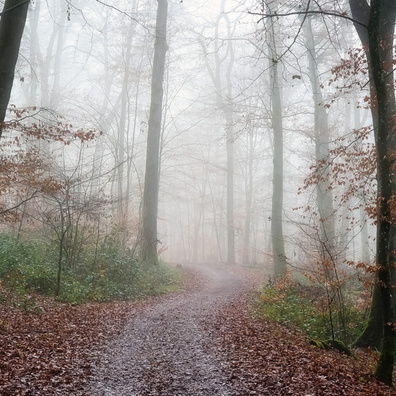 Foggy Enneschte Bësch