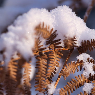 Snow-covered fern