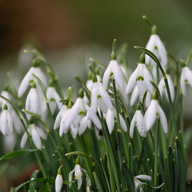 Snowdrops