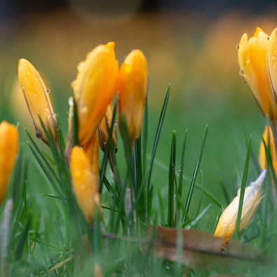 Flowers in the park