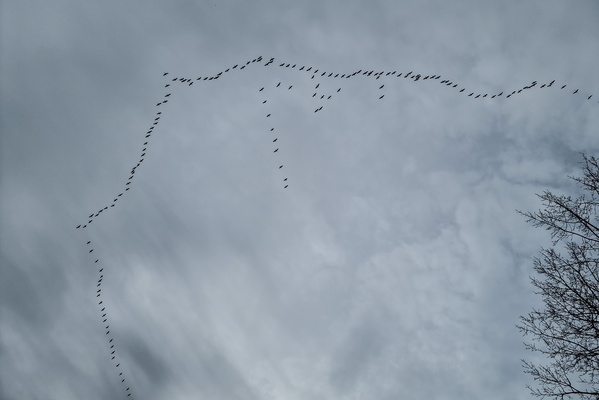 Migrating birds