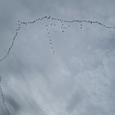 Migrating birds