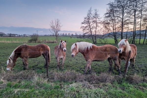 Horses